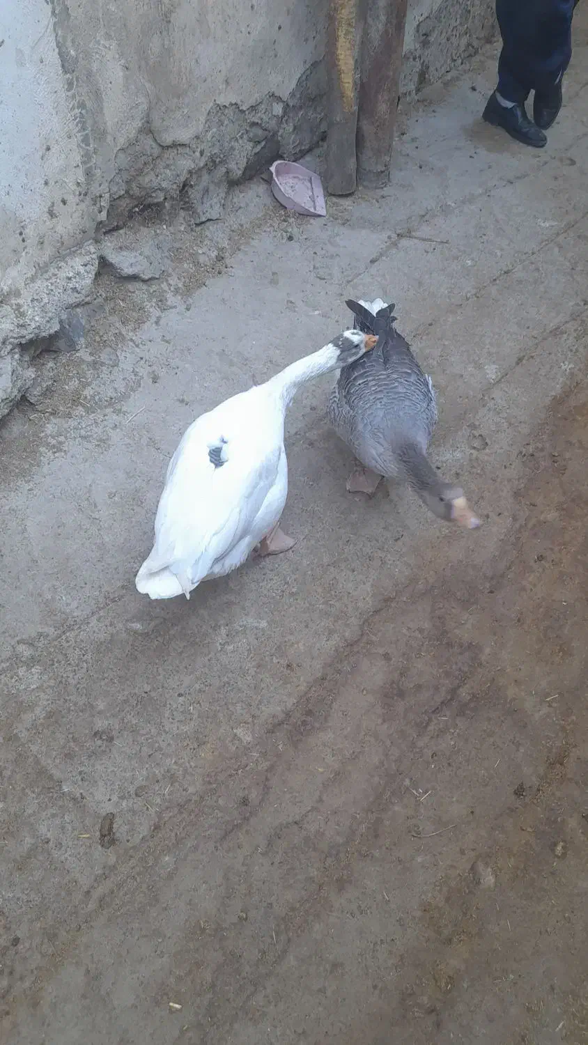 قوقاز|حیوانات مزرعه|بانه, |دیوار