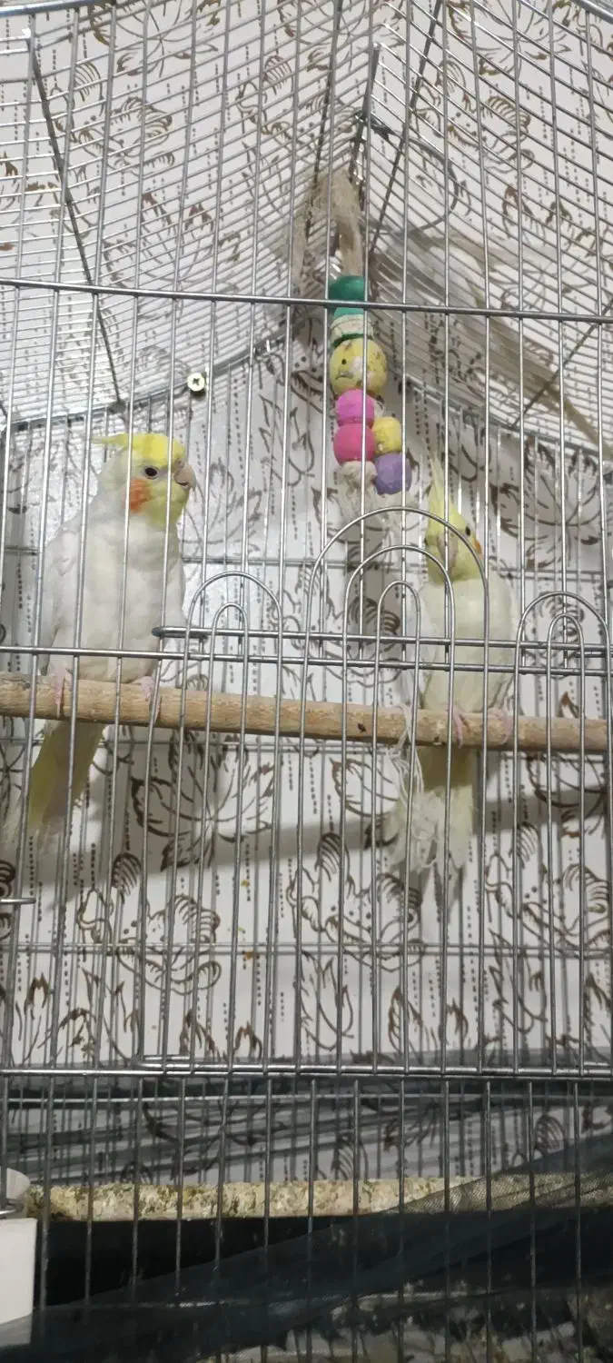 عروس هلندی|پرنده|حمیدیه, |دیوار