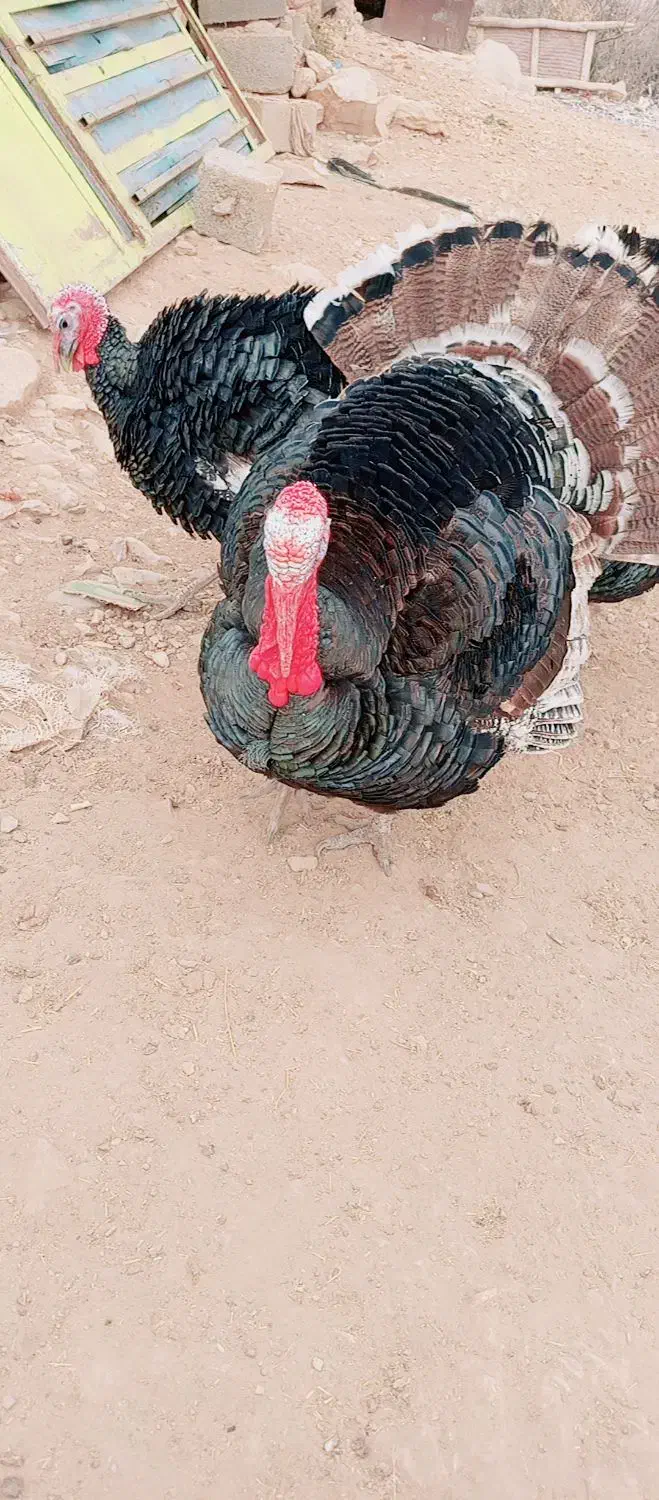 فروش بوقلمون نر محلی سرحال|حیوانات مزرعه|دهدشت, |دیوار