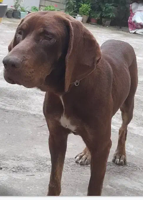 سگ گمشده|حیوانات|لاهیجان, لیل|دیوار