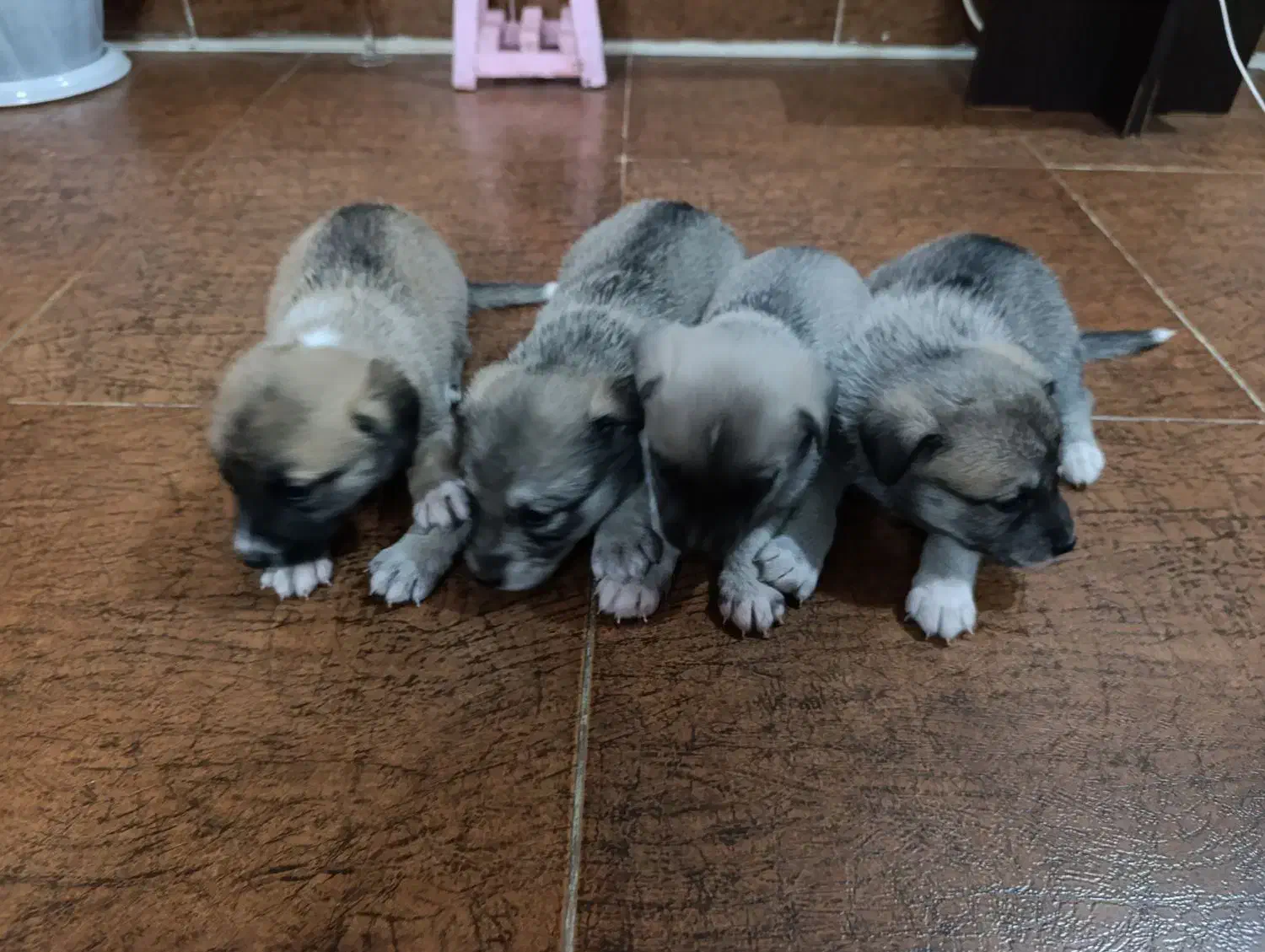 توله ۲ماهه اشپیتز|سگ|خمام, |دیوار