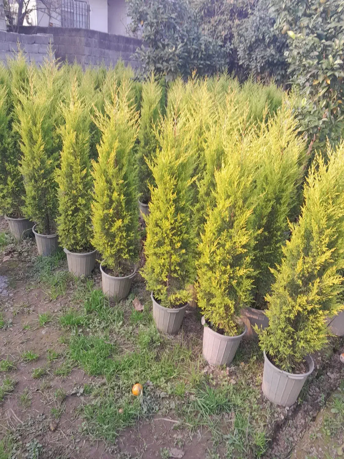 کاج لاوسون،سرو طلایی|گل و گیاه طبیعی|کومله, |دیوار