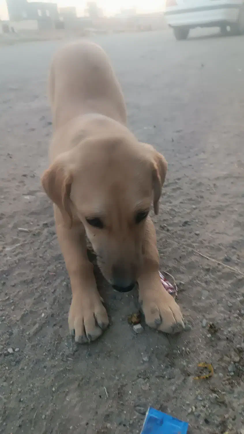 سگ پا کوتاه|سگ|مشهد, شهرک مهر آباد|دیوار