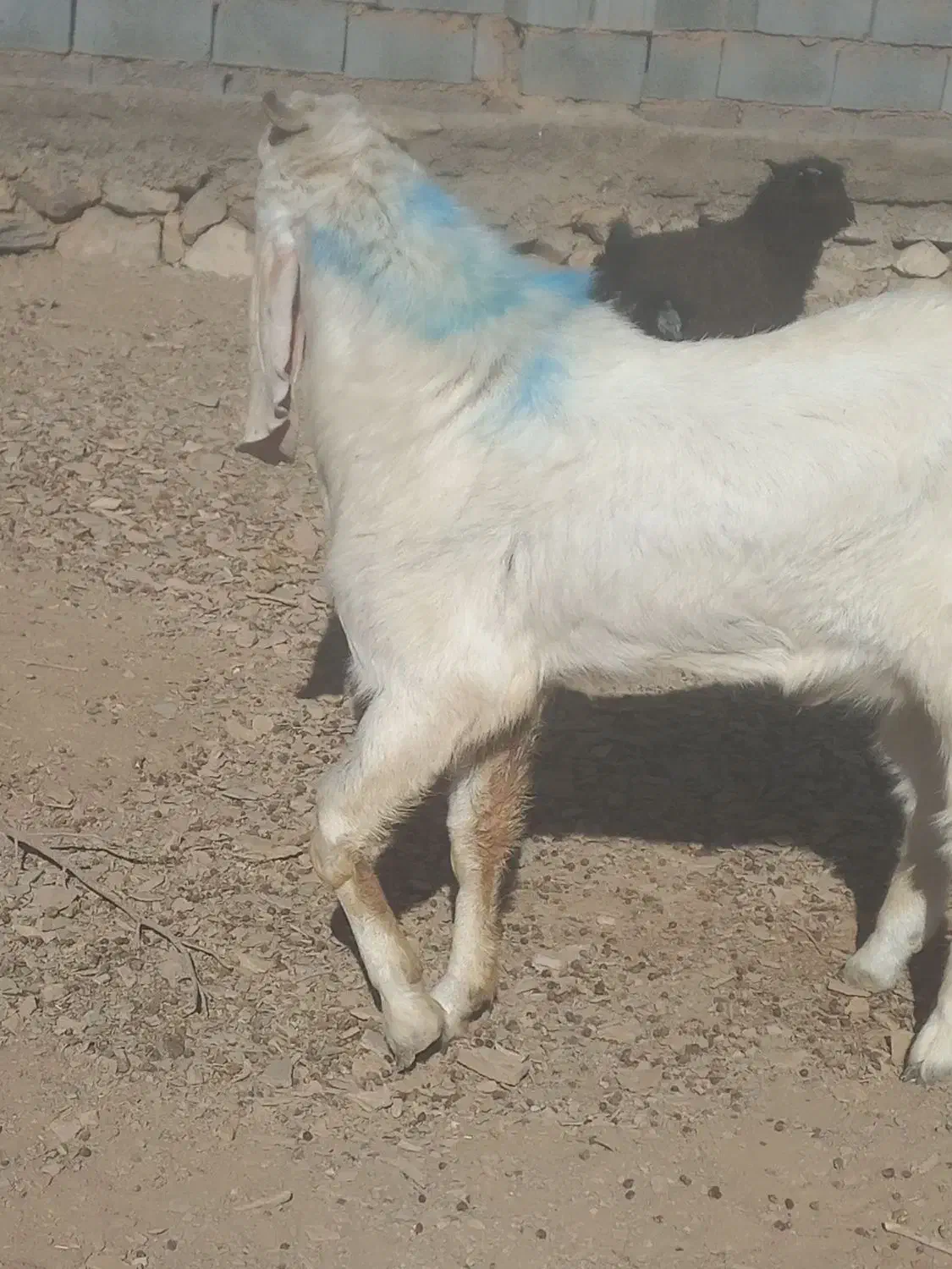 چبش پاکستانی|حیوانات مزرعه|مود, |دیوار