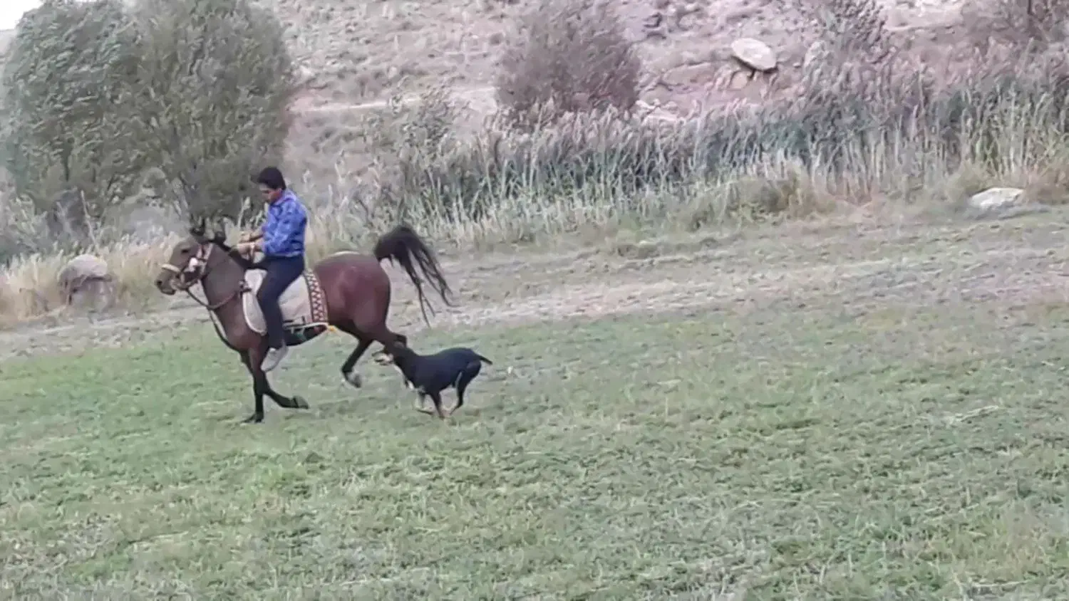 مادیان کرد ۸ساله|اسب و تجهیزات اسبسواری|ورزقان, |دیوار