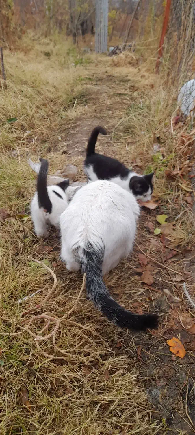 دوتا بچه گربه به همراه مادرشون|گربه|مراغه, |دیوار