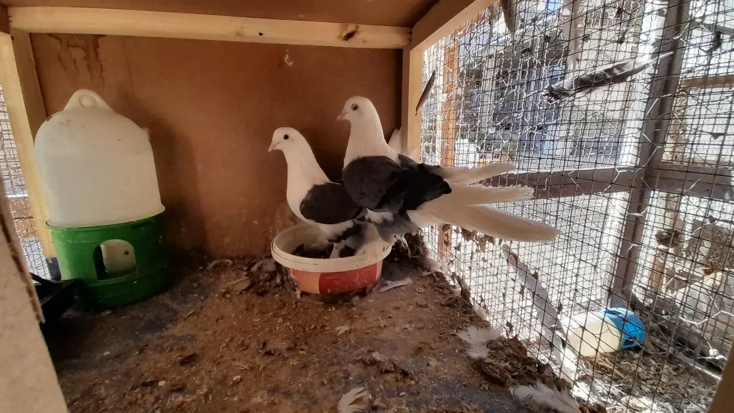 کبوتر دوکت|پرنده|سامان, |دیوار