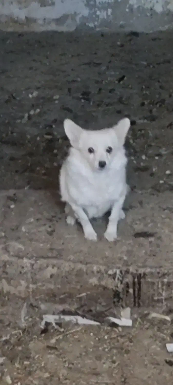 سگ پامر|سگ|گهواره, |دیوار