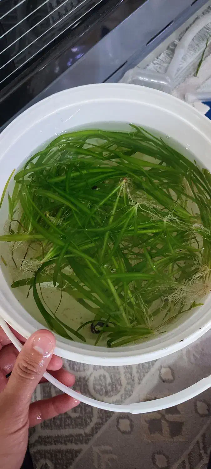 گیاه اکواریومی|ماهی|گرگان, |دیوار