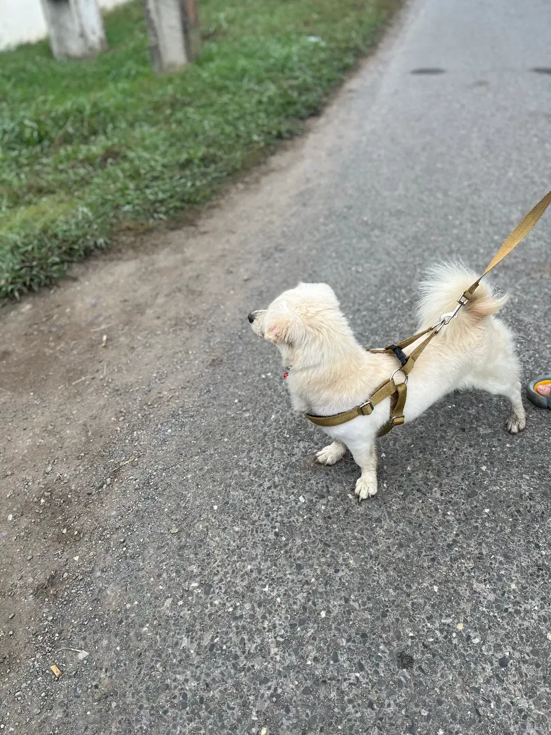 سگ گلدن|سگ|رشت, پارک شهر|دیوار