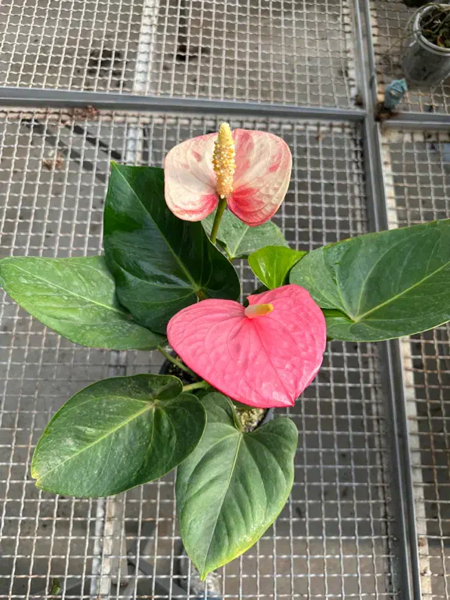 زاموفیلیااگلونماشامادورا ارکیده سانسوریا بنجامین|گل و گیاه طبیعی|تهران, شهرک علم و فناوری|دیوار