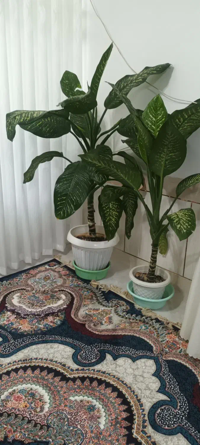 فروش گیاه دیفن باخیا،گیاه زیبا و پر طراوت|گل و گیاه طبیعی|داران, |دیوار