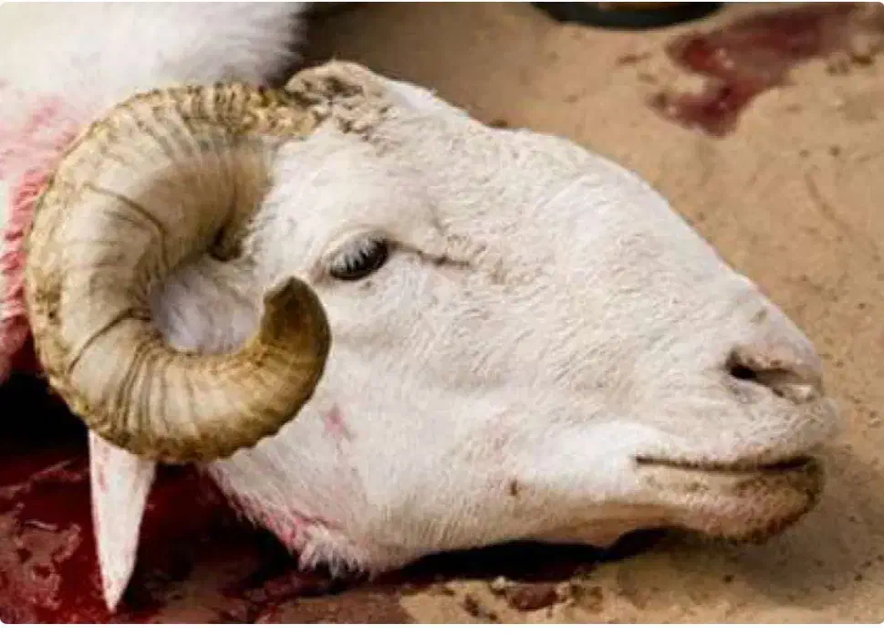 قصاب.گوسفندخونی|خدمات پیشه و مهارت|مشهد, طلاب|دیوار