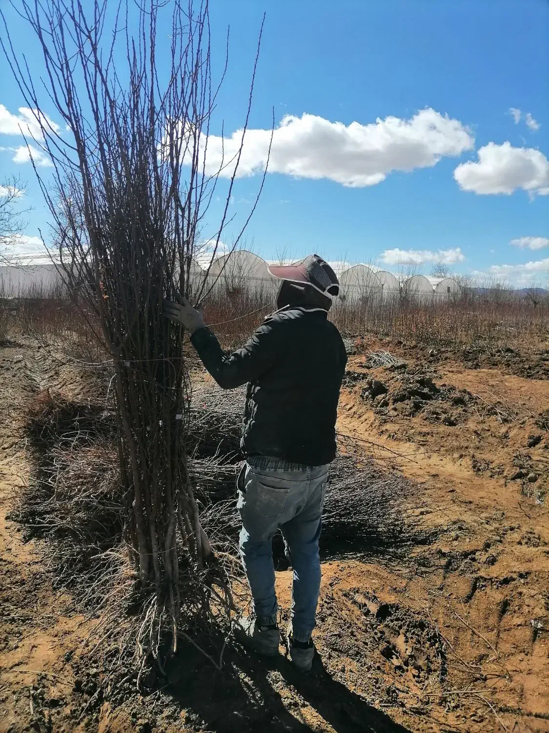 نهال بادام نهالستان|خدمات باغبانی و درختکاری|سپیدان, |دیوار