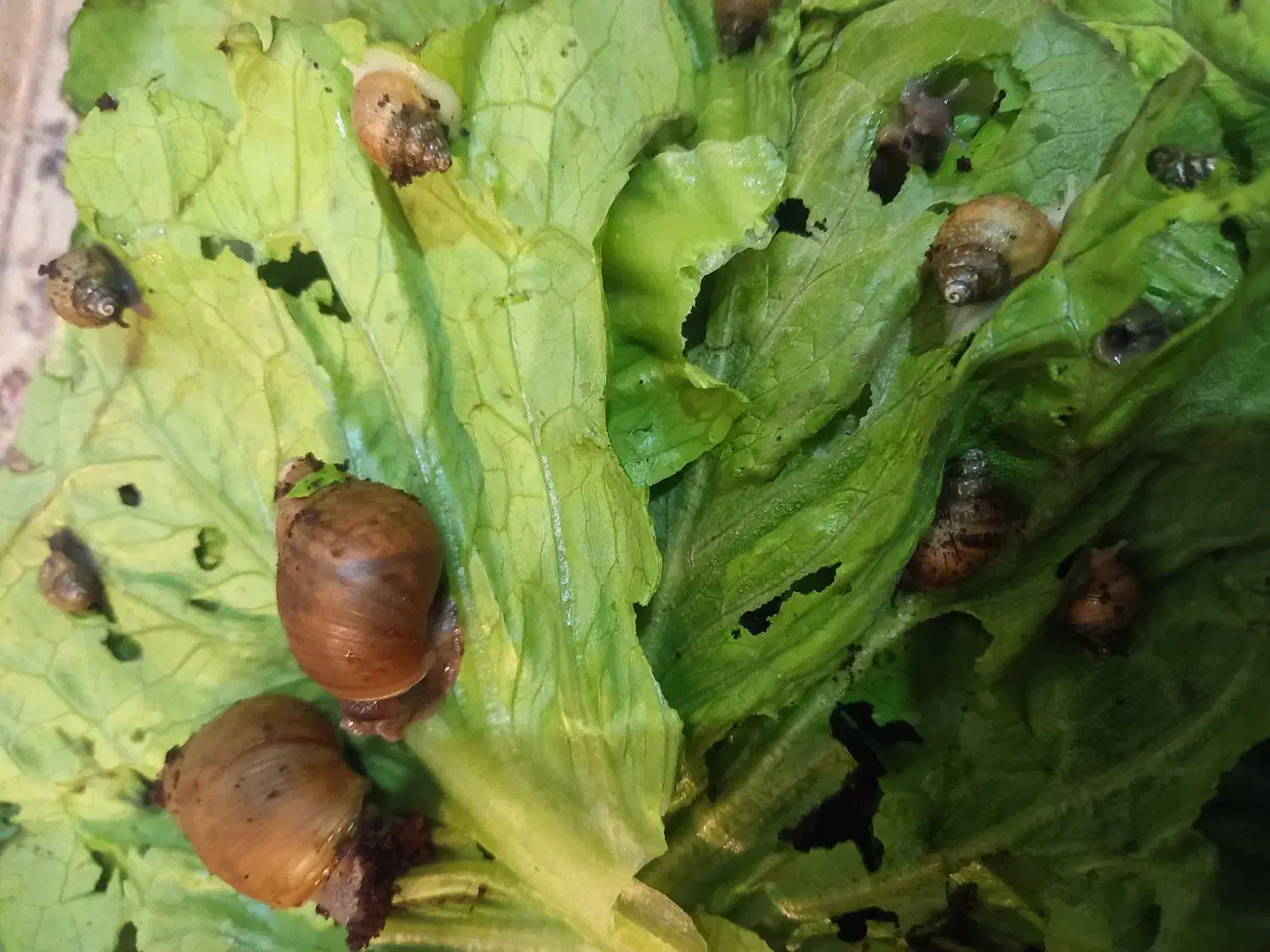 حلزون|خزنده|کرمانشاه, |دیوار