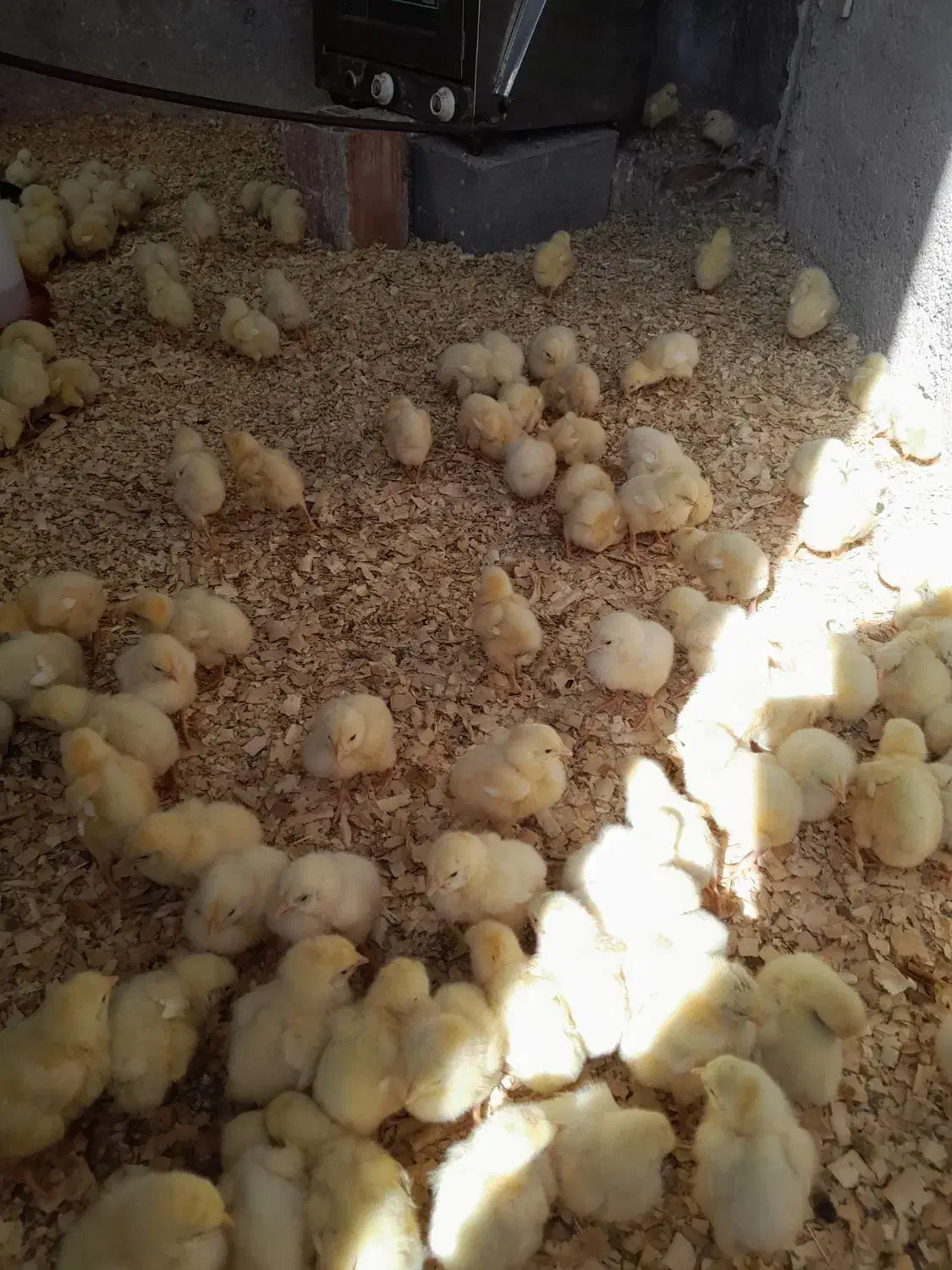 جوجه گوشتی|حیوانات مزرعه|شیروان (خراسان), |دیوار