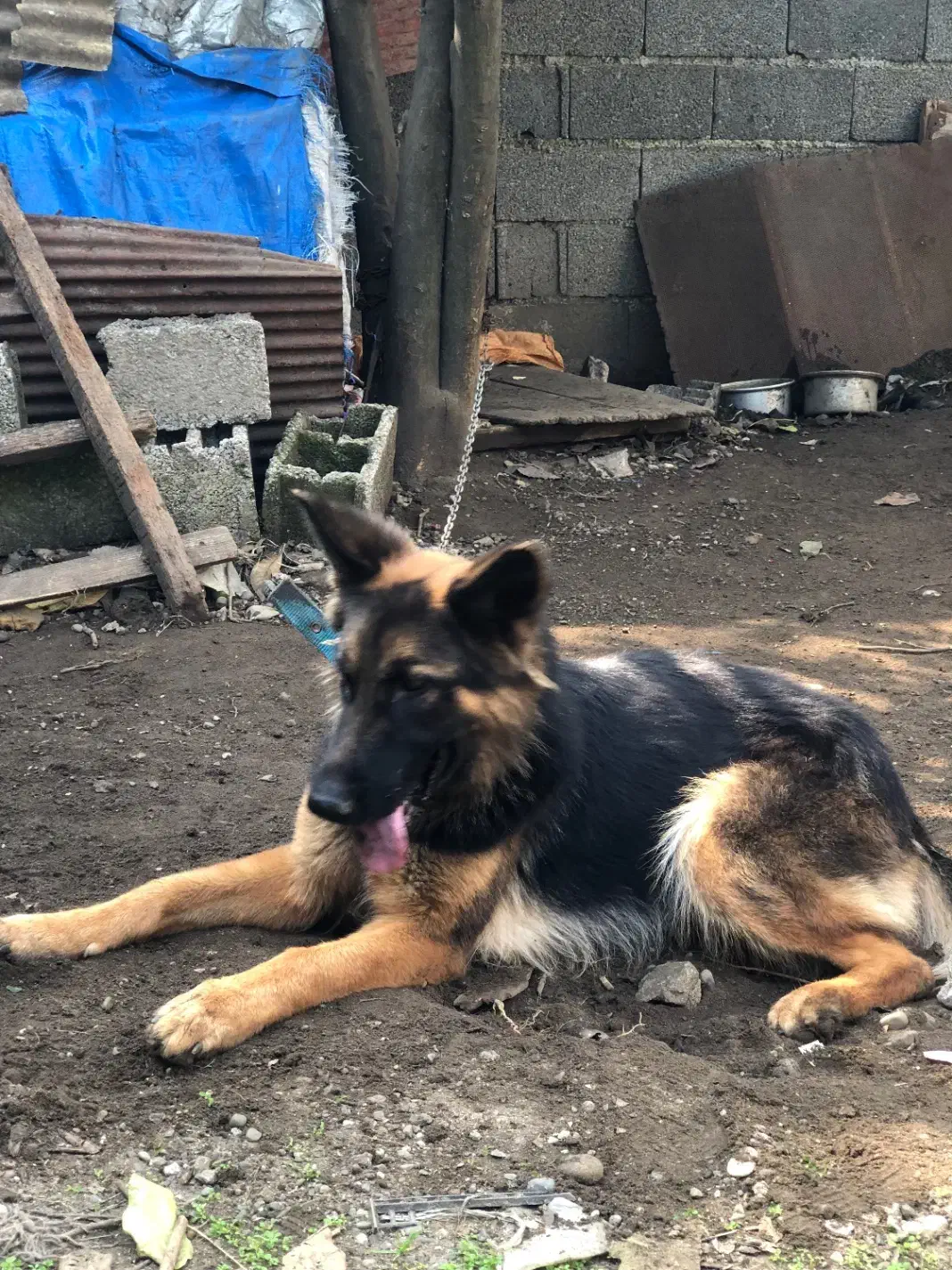 سگ ژرمن|سگ|کلاچای, |دیوار