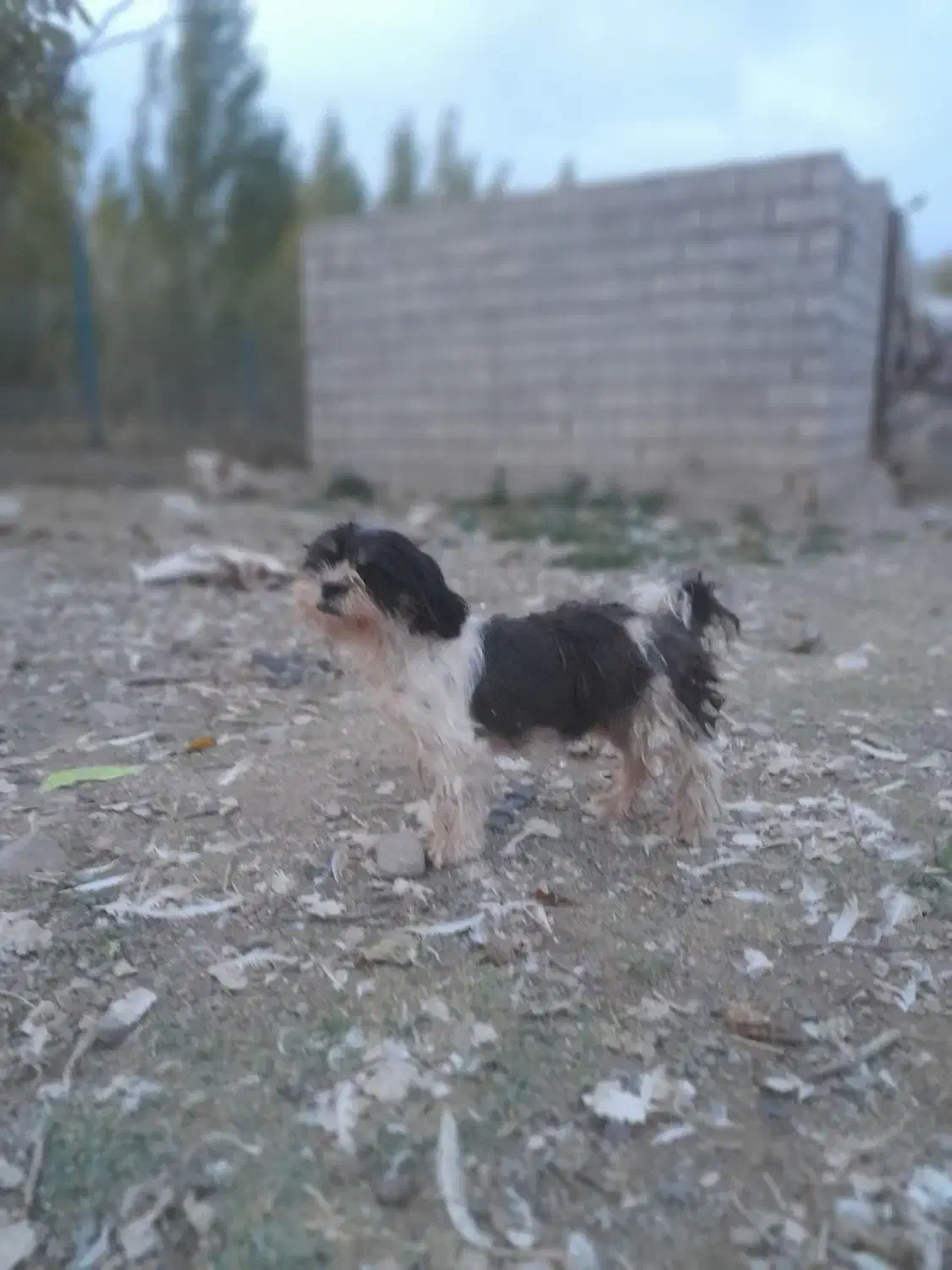 ماده سگ شیتزووارداتی بی سروصداتخفیف خوب پای معامله|سگ|اهر, |دیوار