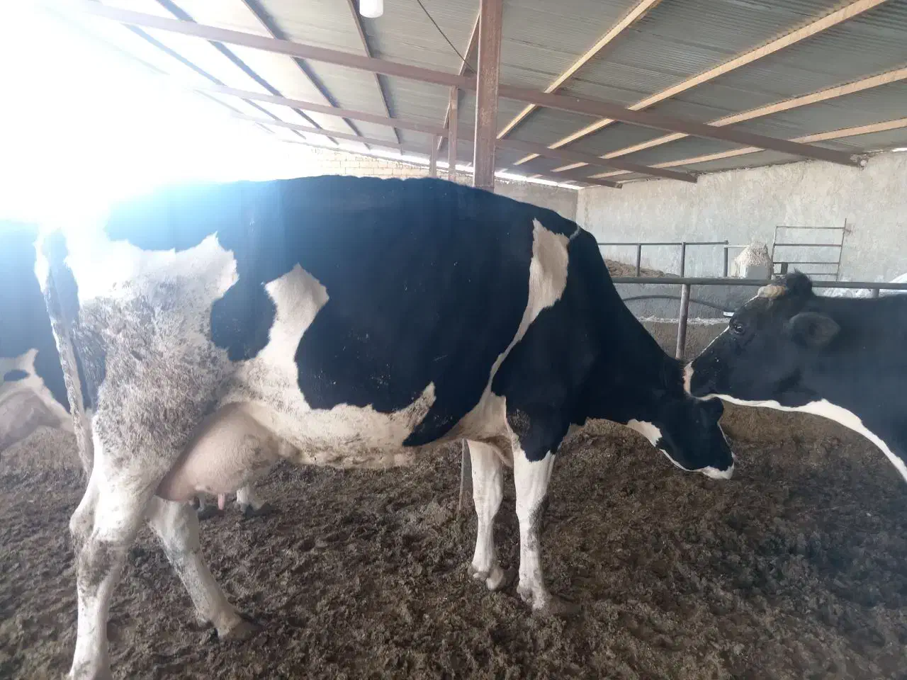 گاو|حیوانات مزرعه|تیران, |دیوار