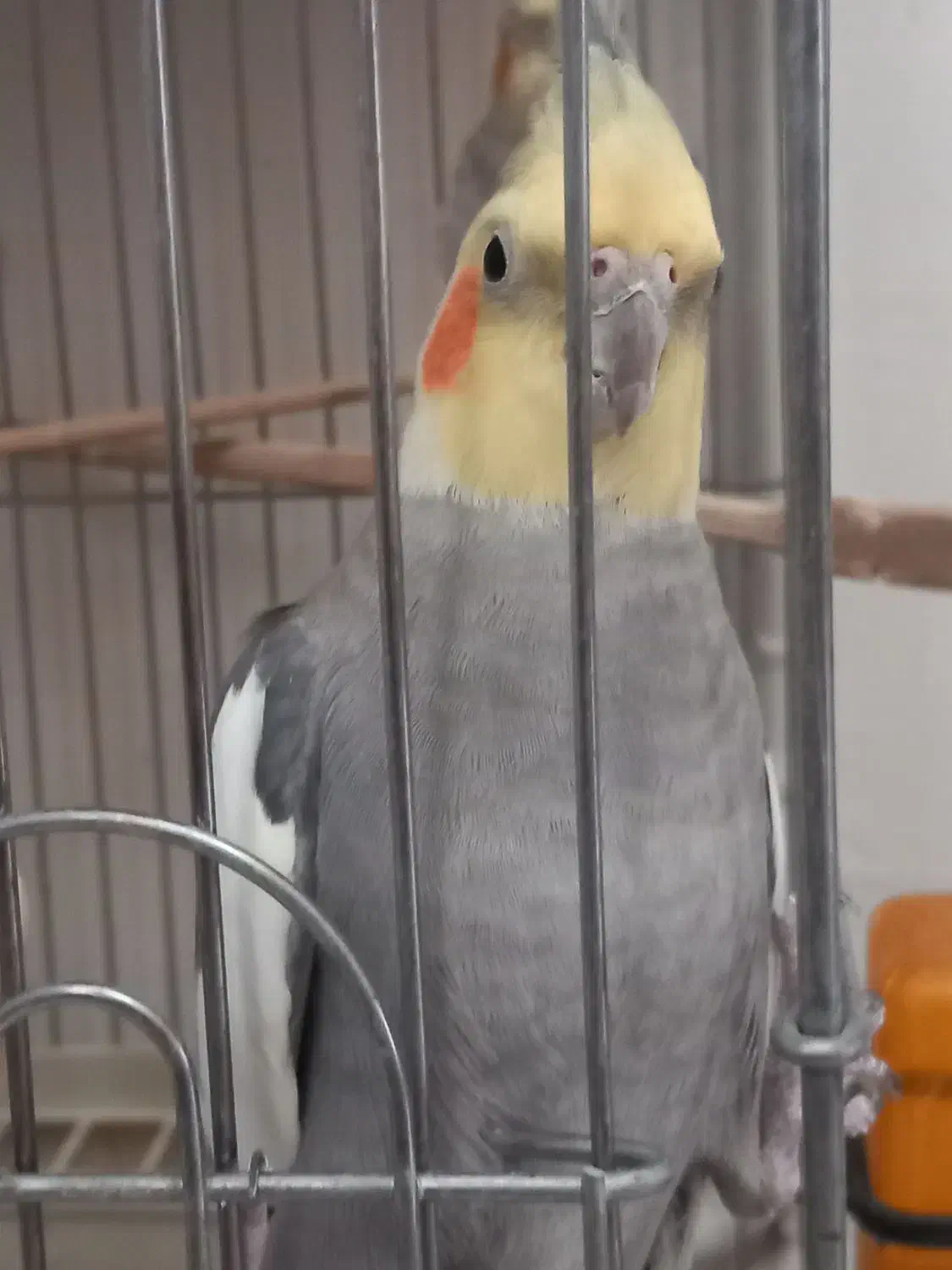 یک جفت عروس هلندی|پرنده|فردیس, فردیس|دیوار