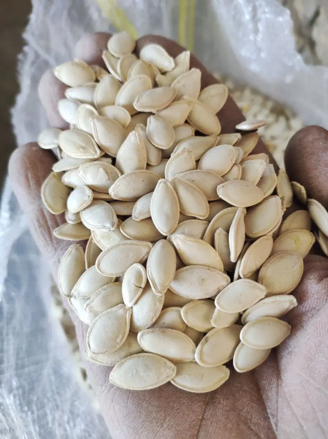 تخم کدو گوشتی و صدفی|عمدهفروشی|اقلید, |دیوار