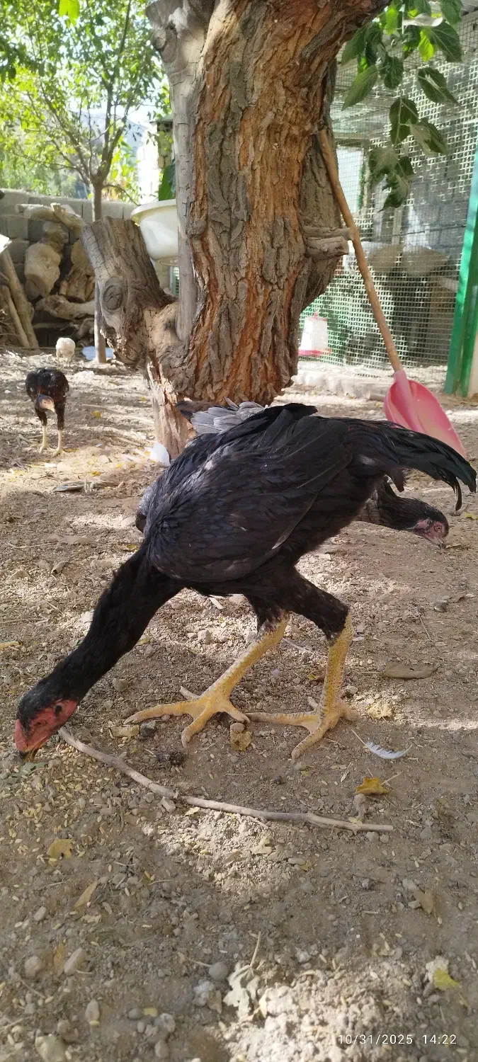 لاری|حیوانات مزرعه|هشتگرد, هیو|دیوار