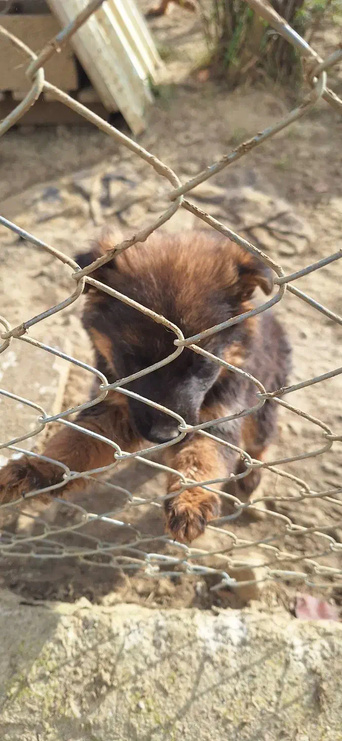 ژرمن ورک|سگ|رشت, حافظ آباد|دیوار