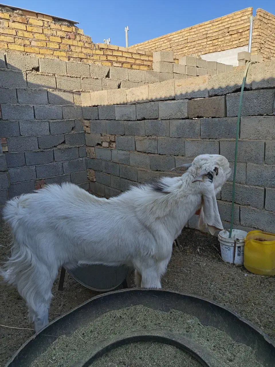 بز نر تکه پارسالی|حیوانات مزرعه|تربت‌حیدریه, مسجد جامع|دیوار