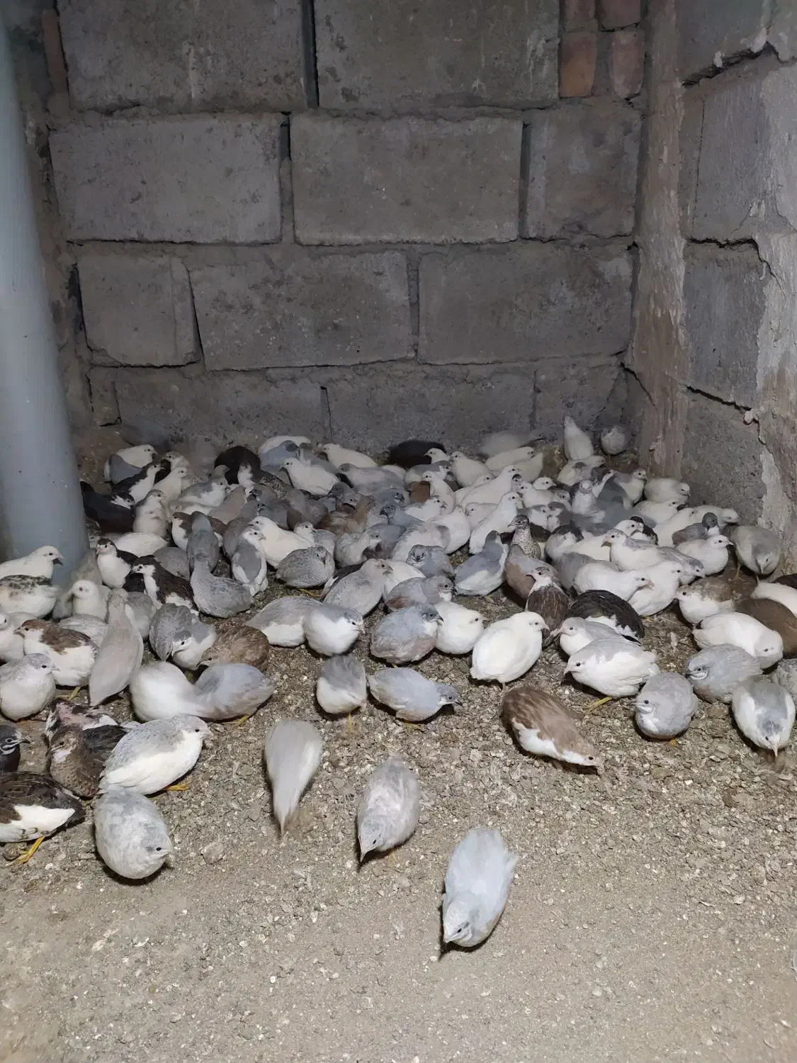 بلدرچین مینیاتوری مولد|پرنده|مشگین شهر, |دیوار