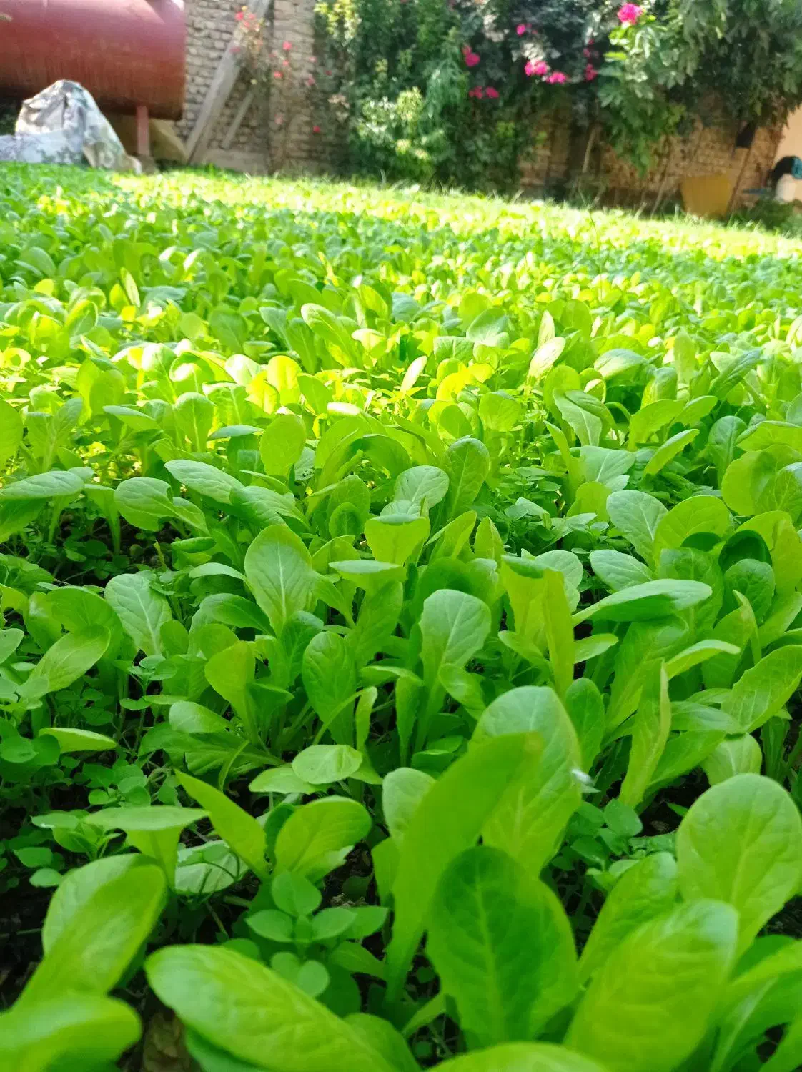 نهال کاهو|خدمات باغبانی و درختکاری|کردکوی, |دیوار