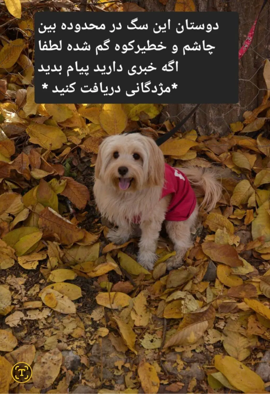 گمشده|حیوانات|سمنان, |دیوار