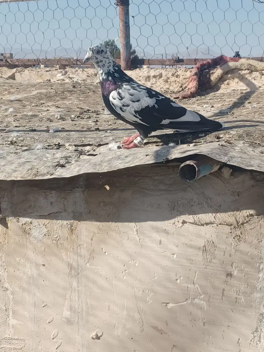 سوسکی نر|پرنده|تربت‌حیدریه, یحیی آباد|دیوار