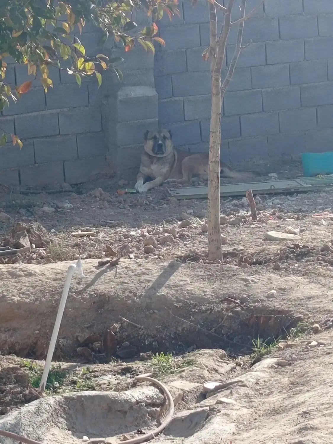 واگذاری سگ|سگ|قوچان, |دیوار