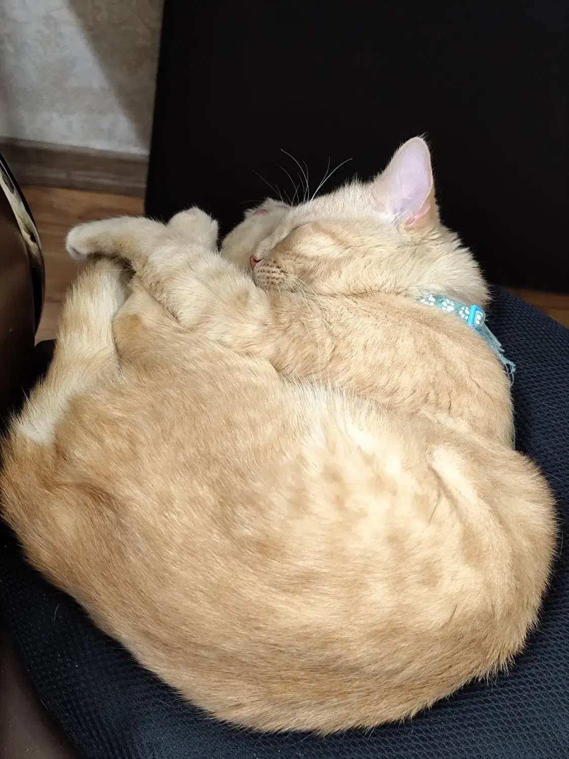 گربه اسکاتیش زرد|گربه|مشهد, سعد آباد|دیوار