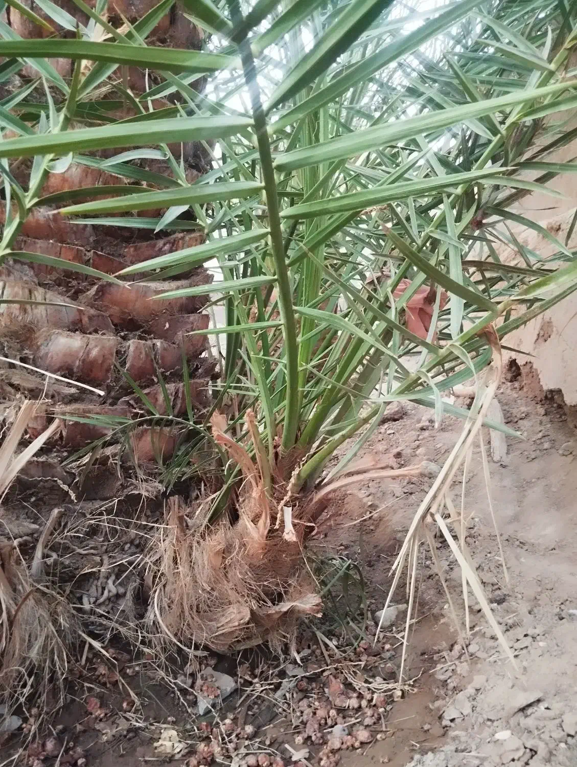 جونگ هلیله ای|گل مصنوعی|فهرج, |دیوار