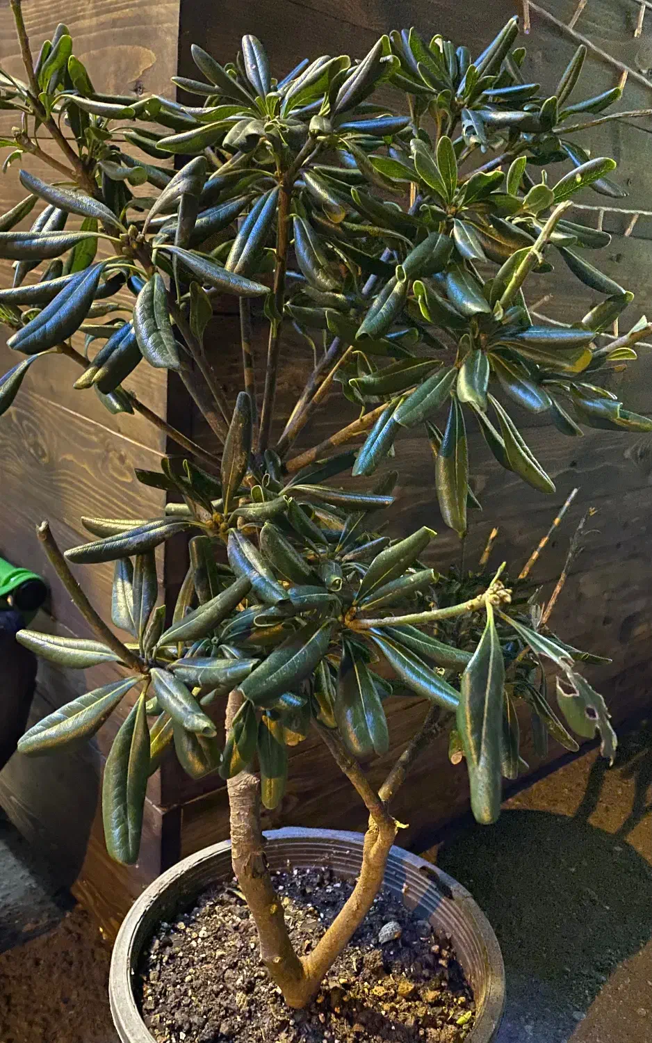 میخک|گل و گیاه طبیعی|رشت, بازار|دیوار