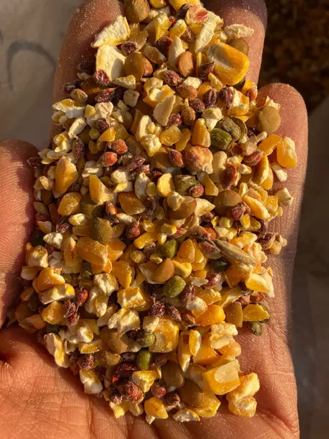 دان ویژه مرغ مینا ، کبوتر ، قناری ، مرغ عشق و طوطی|لوازم جانبی حیوانات|شهرضا, |دیوار