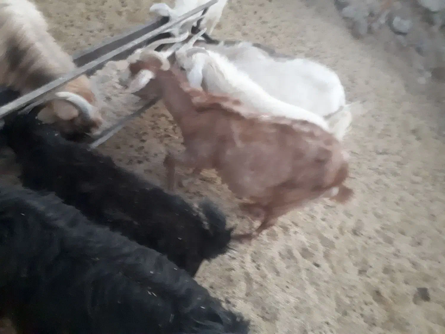 بز‌پاکستانی|حیوانات مزرعه|سربیشه, |دیوار