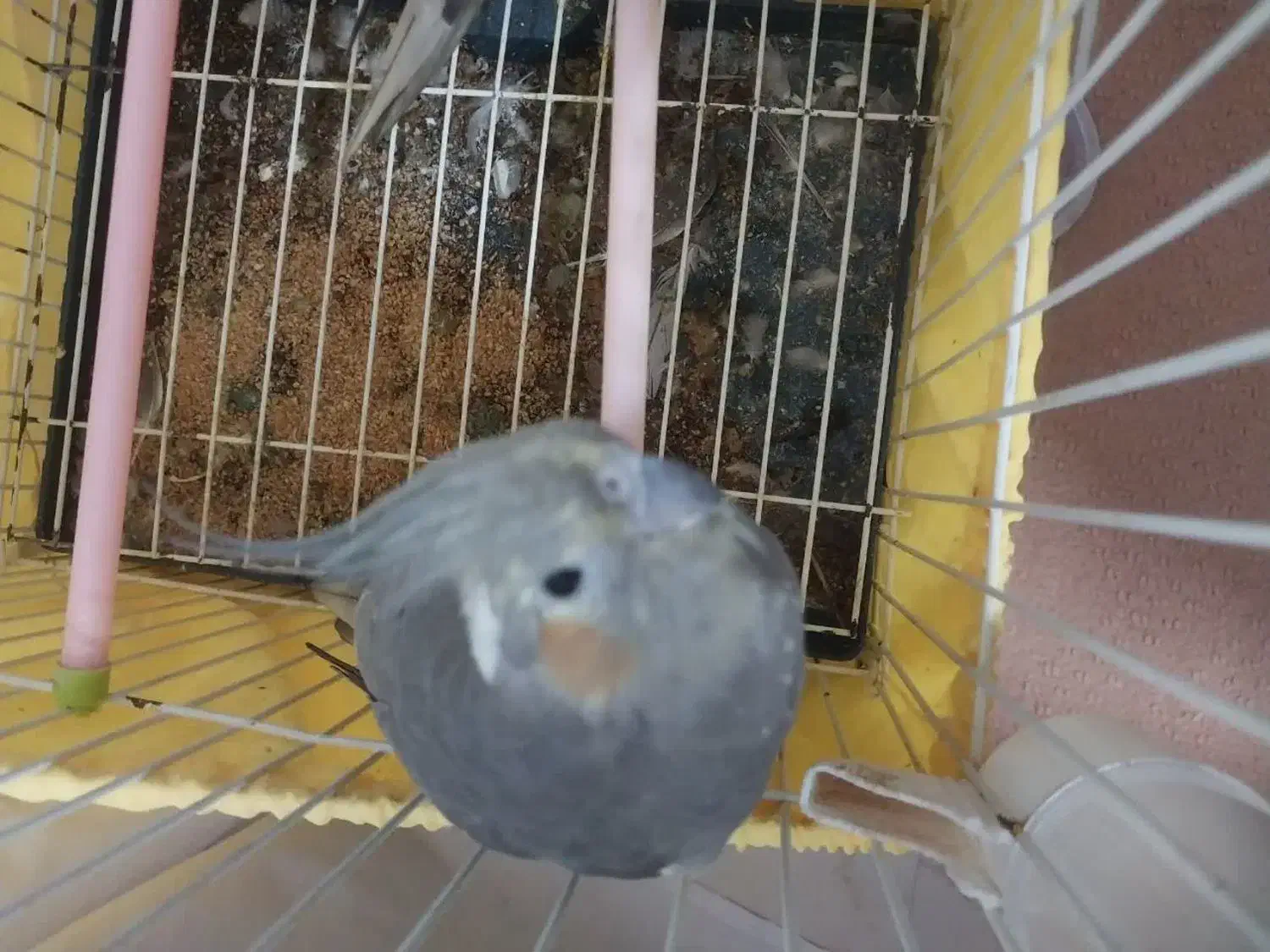 یک جفت عروس هلندی با طوطی برزیلی|پرنده|لواسان, |دیوار