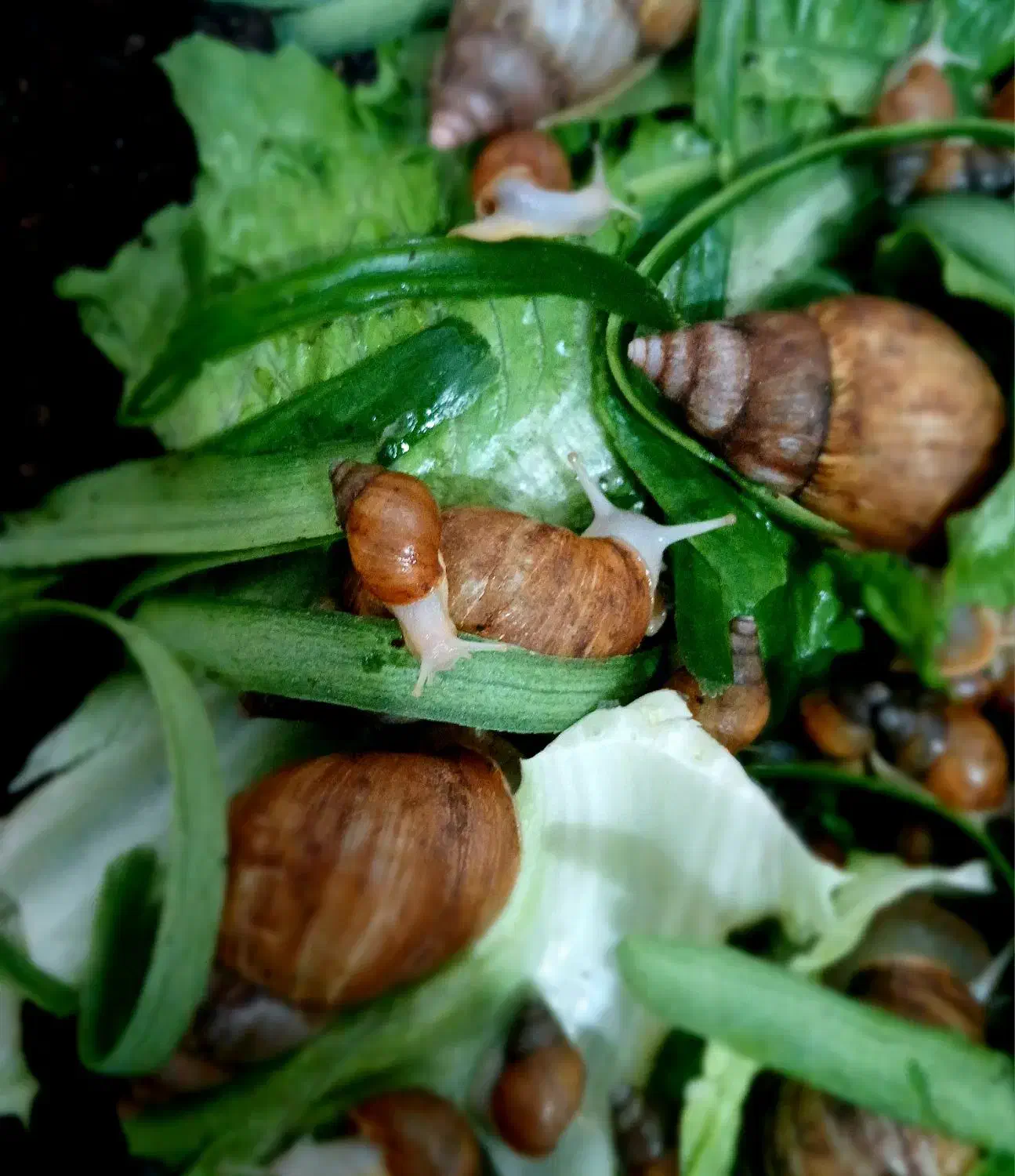 حلزون های آچاتینو|خزنده|ایلام, |دیوار