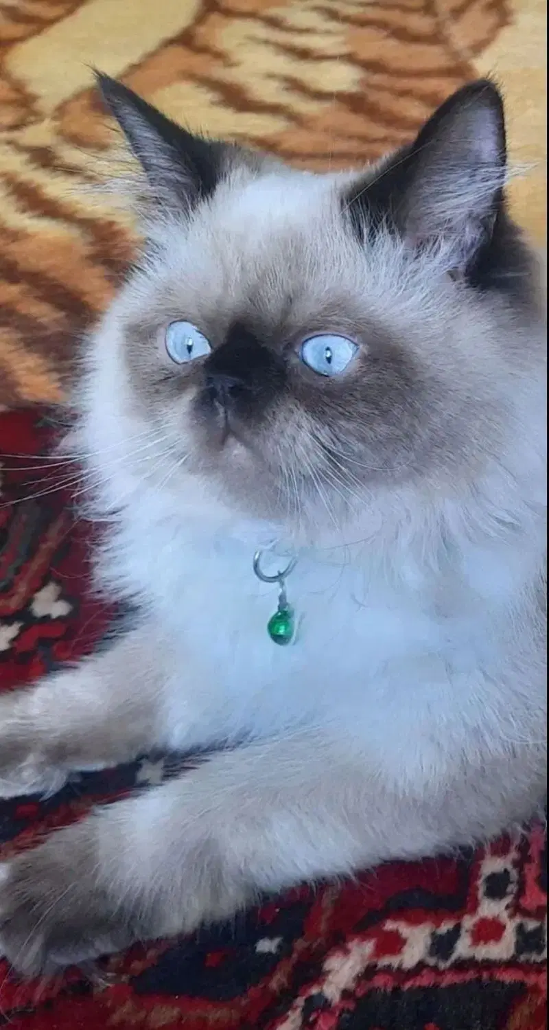گربه|گربه|خوی, |دیوار