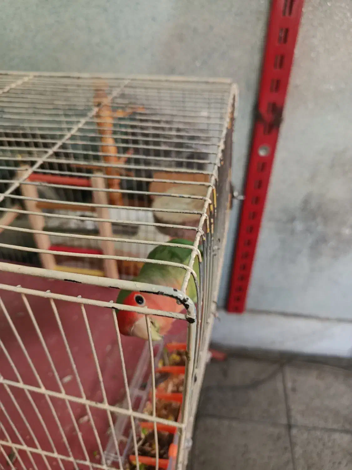 طوطی دستی|پرنده|کرج, استاندارد|دیوار