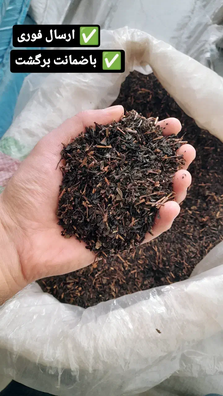 چای ساقه قوی (فروش از یک‌ گونی به بالا ۸۵ تومان)|خوردنی و آشامیدنی|رشت, یخسازی|دیوار