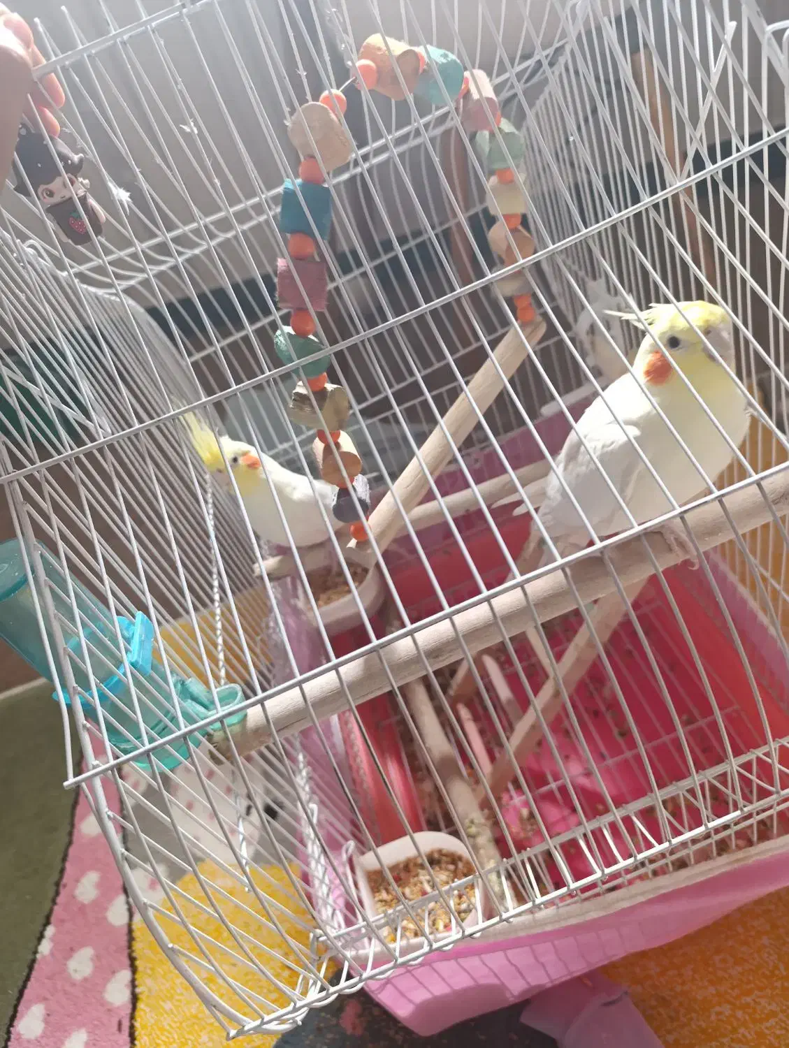 عروسی هلندی|پرنده|دره شهر, |دیوار