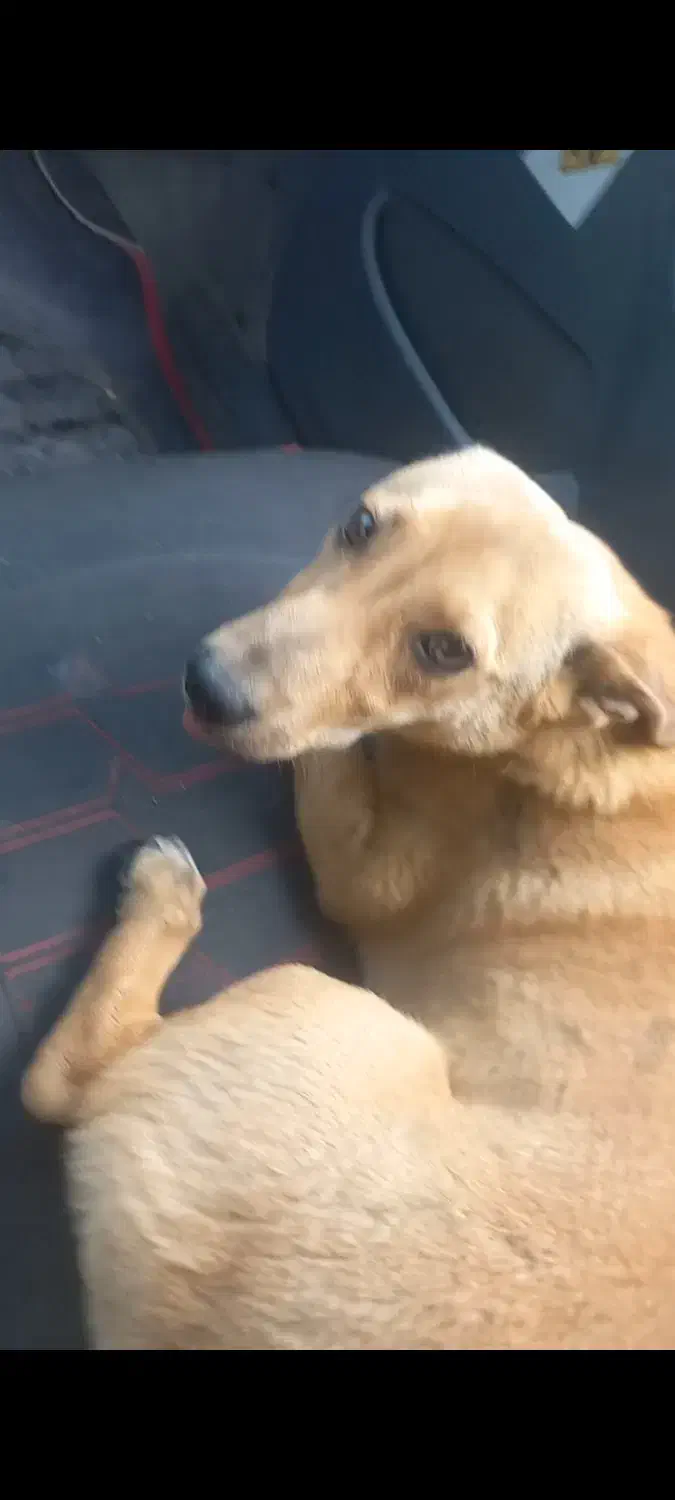 (گمشده )به یابنده مژدگانی خوب خواهیم داد باتشکر|حیوانات|سنندج, |دیوار