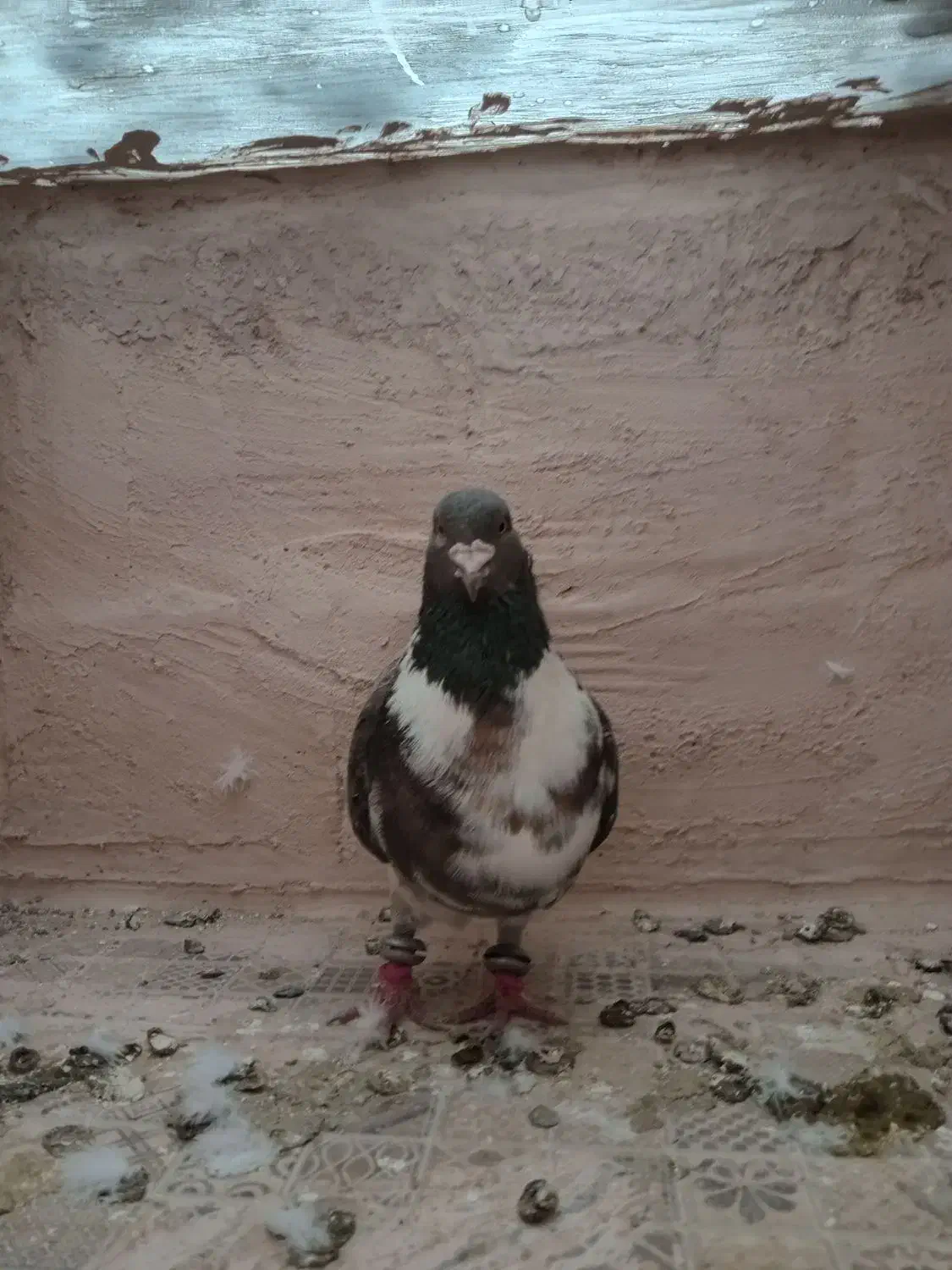 کبوتر صید|پرنده|اسفراین, |دیوار