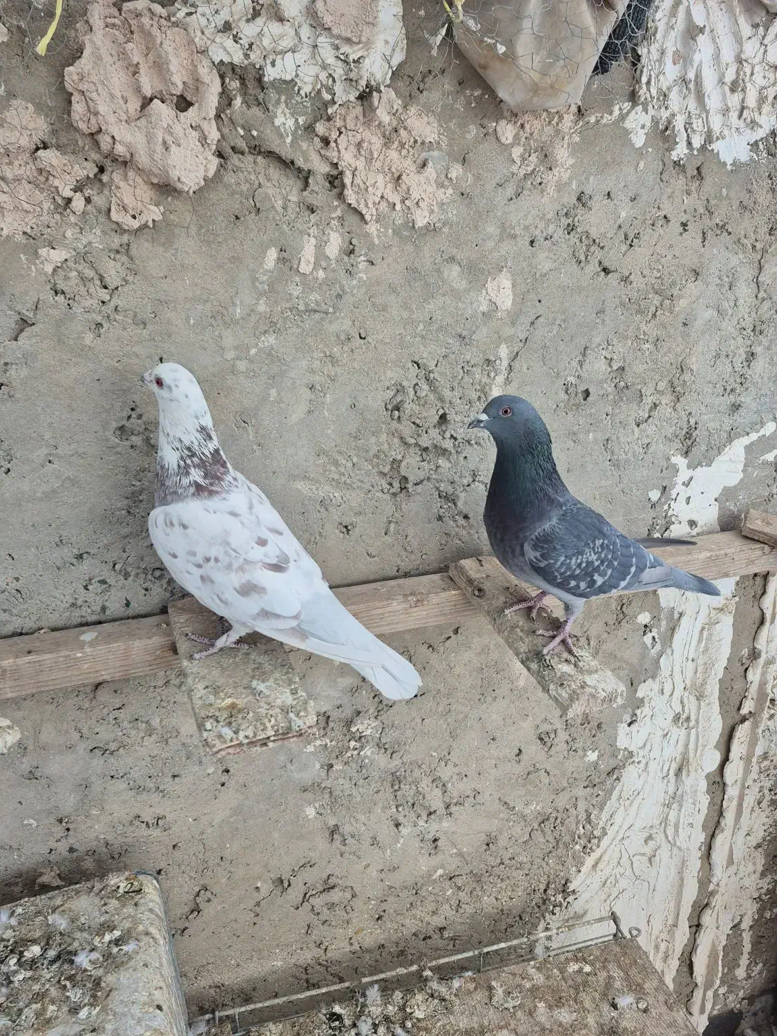 کبوتر پلاکی|پرنده|خمینی‌شهر, |دیوار