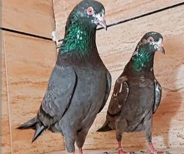 کبوتر پاکستانی گمشده|پرنده|عنبران, |دیوار