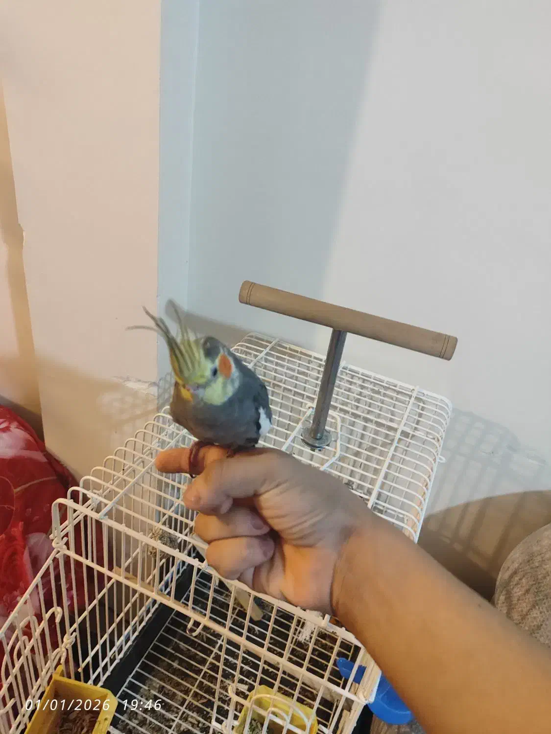 عروس هلندی نر|پرنده|تهران, جوادیه تهرانپارس|دیوار