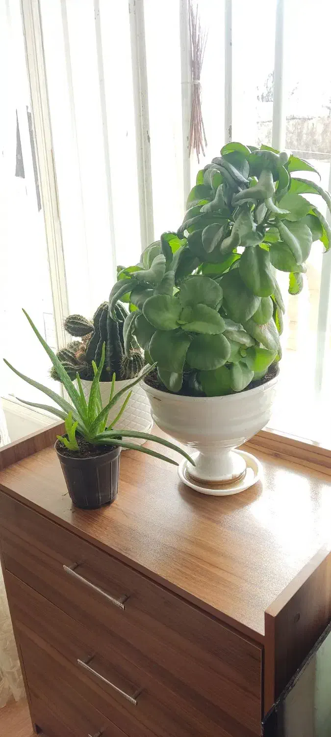 گل طبیعی|گل و گیاه طبیعی|اسلامآباد غرب, |دیوار